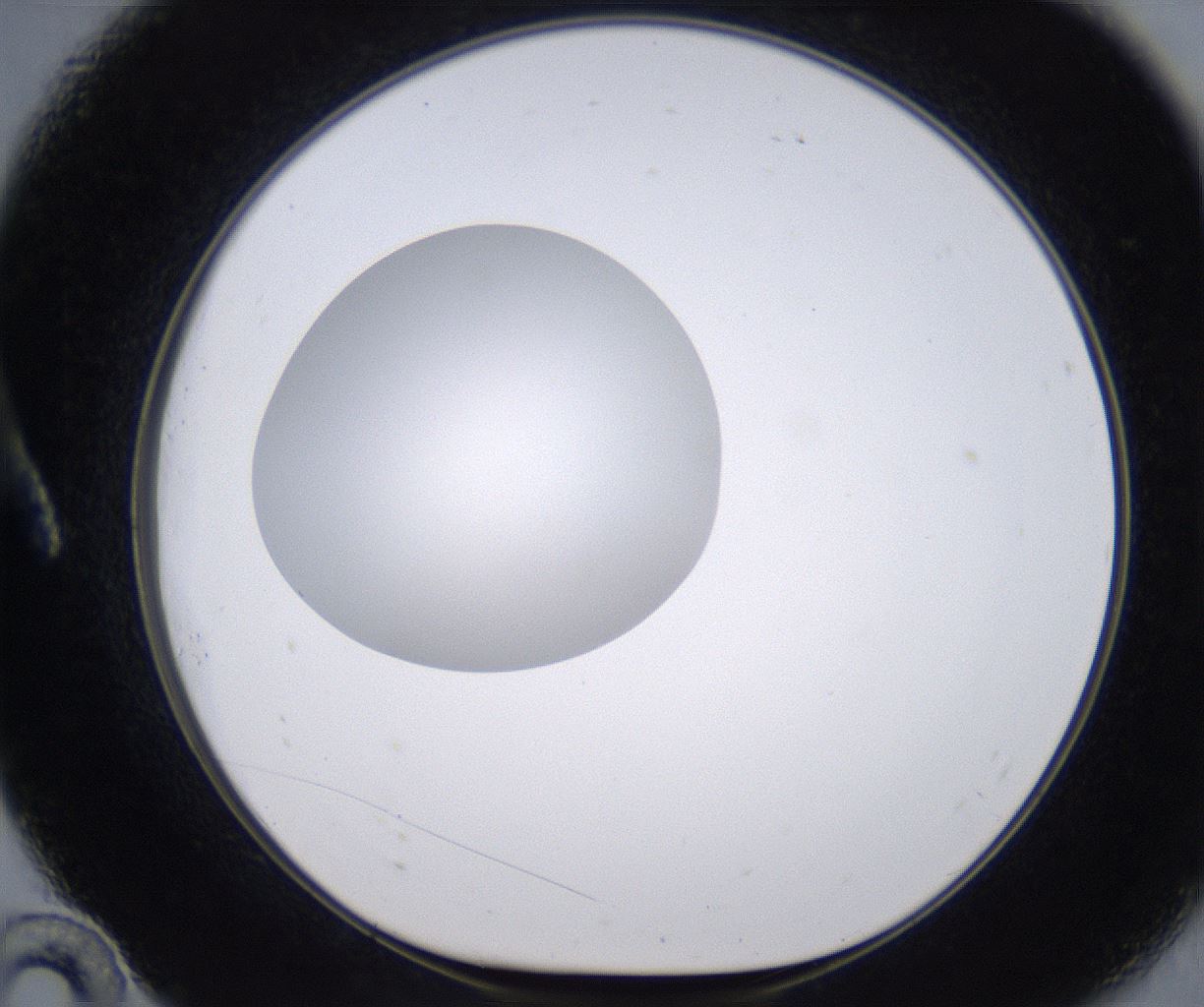 folderID262_plateID2262_batchID10352_wellNum10_profileID1_d1_r157483_ef.jpg