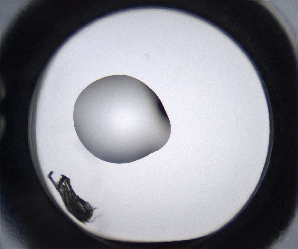 folderID262_plateID2262_batchID10352_wellNum27_profileID1_d1_r157500_ef.jpg