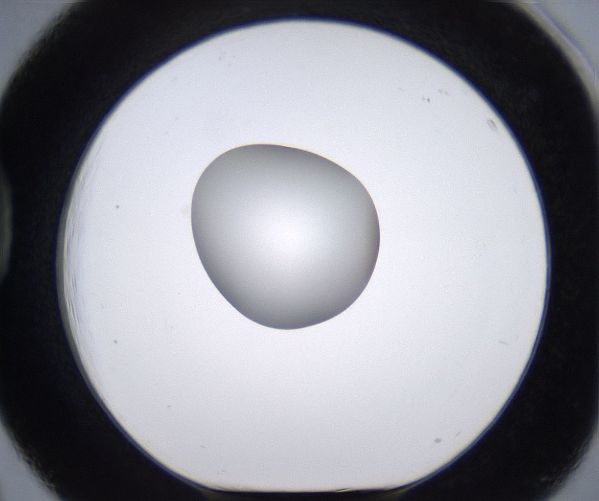 folderID262_plateID2262_batchID10352_wellNum39_profileID1_d1_r157512_ef.jpg