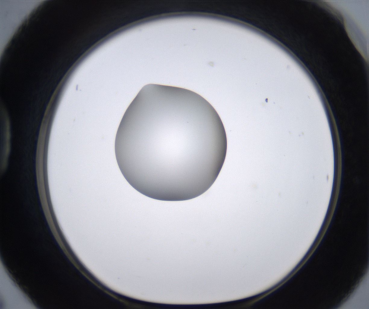 folderID262_plateID2262_batchID10352_wellNum42_profileID1_d1_r157515_ef.jpg
