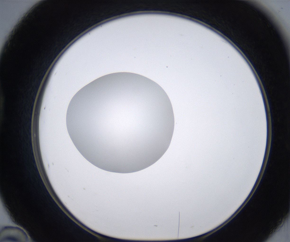 folderID262_plateID2262_batchID10352_wellNum46_profileID1_d1_r157519_ef.jpg