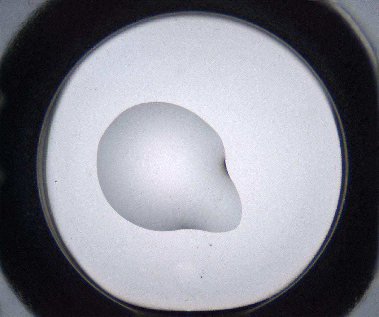 folderID262_plateID2262_batchID10352_wellNum50_profileID1_d1_r157523_ef.jpg