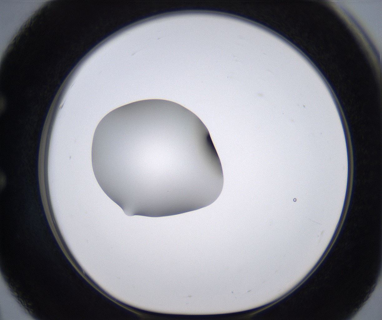 folderID262_plateID2262_batchID10352_wellNum51_profileID1_d1_r157524_ef.jpg