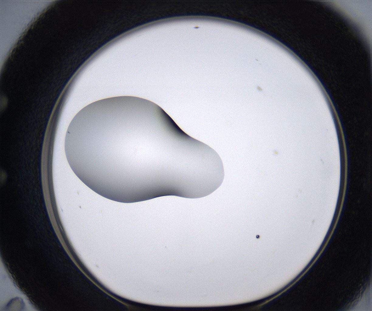 folderID262_plateID2262_batchID10352_wellNum59_profileID1_d1_r157532_ef.jpg