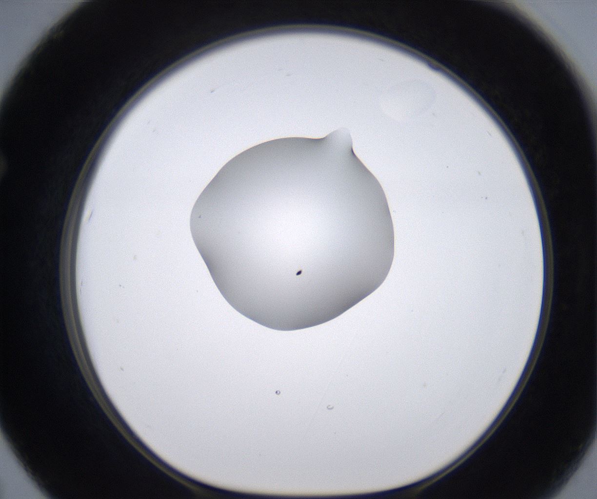 folderID262_plateID2262_batchID10352_wellNum67_profileID1_d1_r157540_ef.jpg