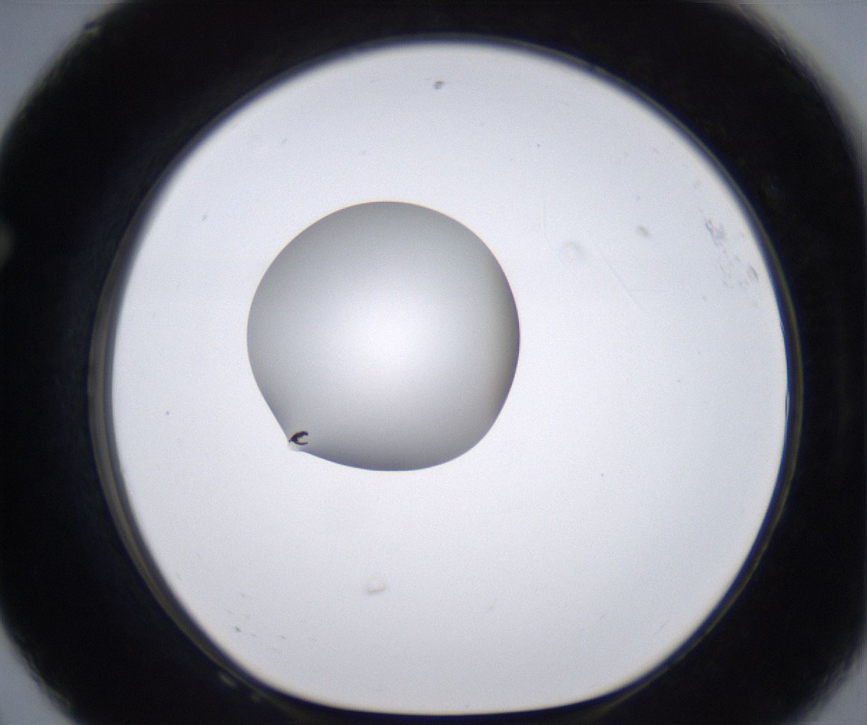 folderID262_plateID2262_batchID10352_wellNum68_profileID1_d1_r157541_ef.jpg