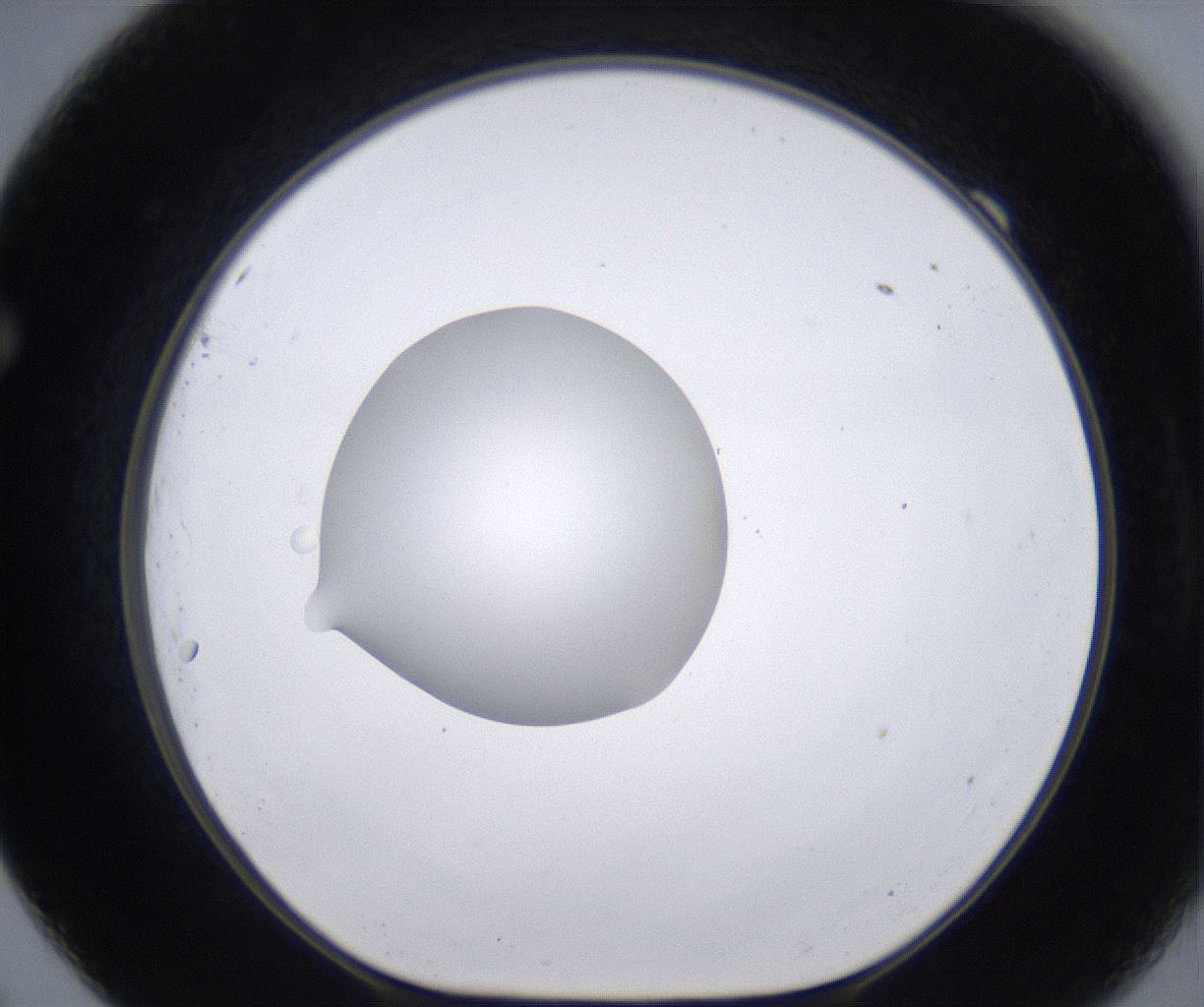 folderID262_plateID2262_batchID10352_wellNum69_profileID1_d1_r157542_ef.jpg