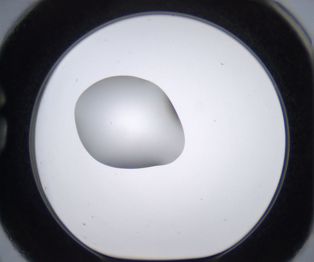 folderID262_plateID2262_batchID10352_wellNum75_profileID1_d1_r157548_ef.jpg