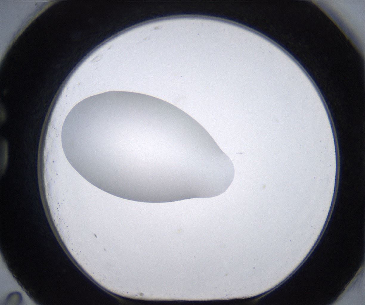 folderID262_plateID2262_batchID10352_wellNum83_profileID1_d1_r157556_ef.jpg