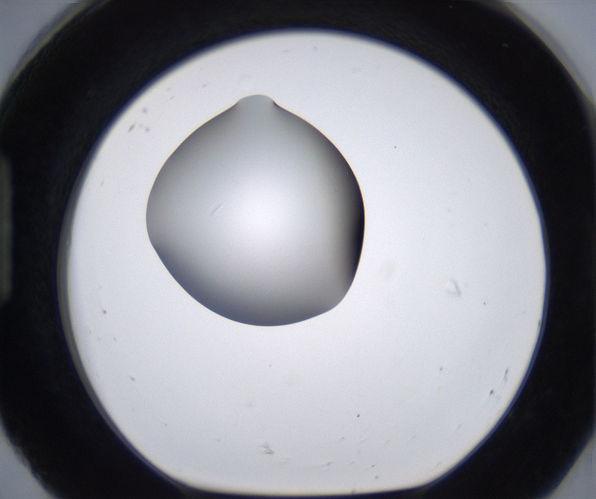 folderID262_plateID2262_batchID10352_wellNum92_profileID1_d1_r157565_ef.jpg