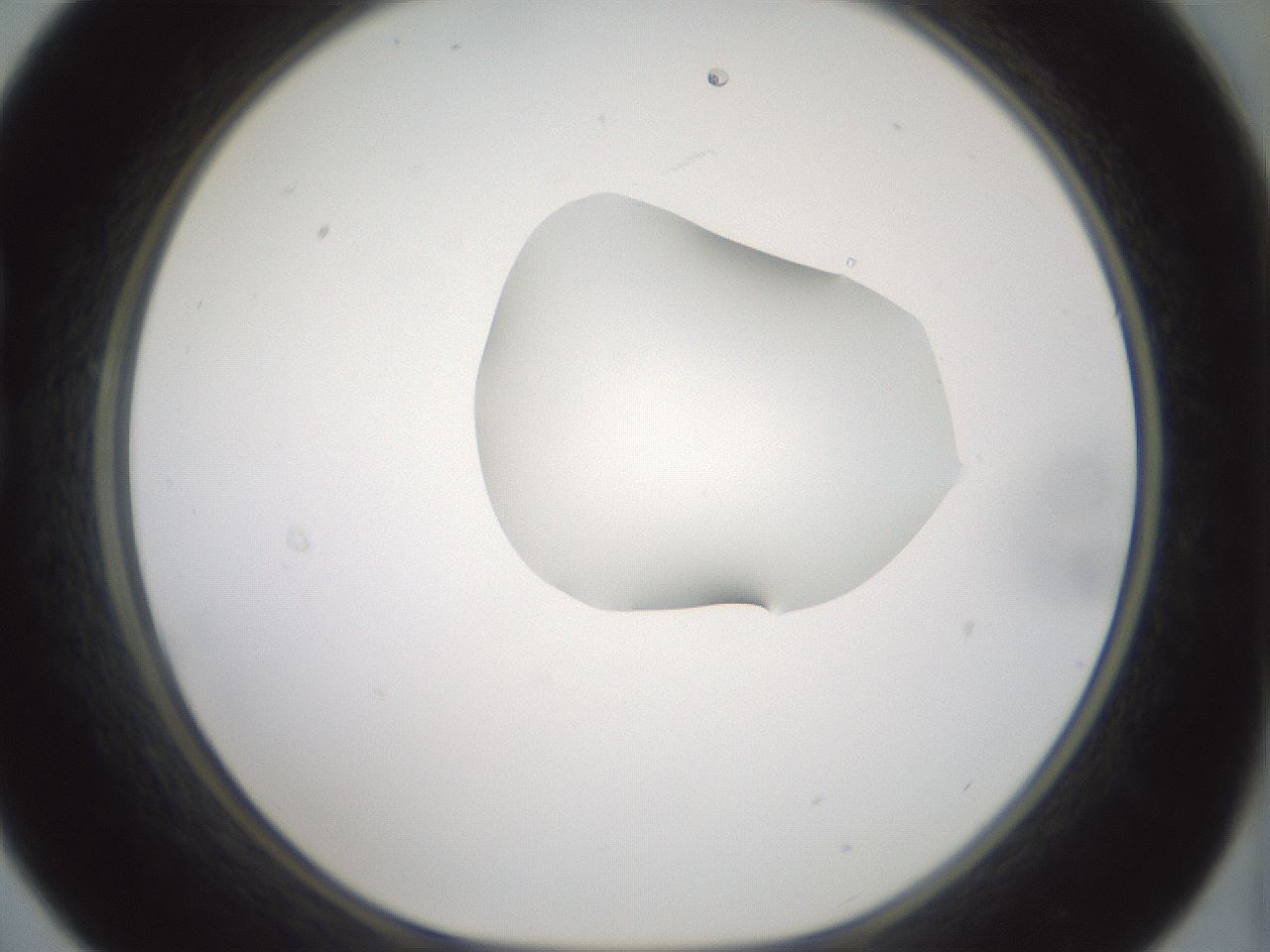 folderID263_plateID1263_batchID4188_wellNum21_profileID1_d1_r73952_ef.jpg