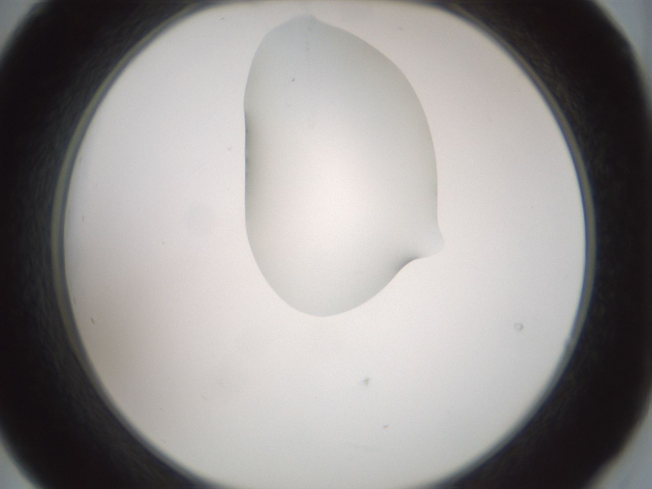 folderID263_plateID1263_batchID4188_wellNum21_profileID1_d2_r73953_ef.jpg