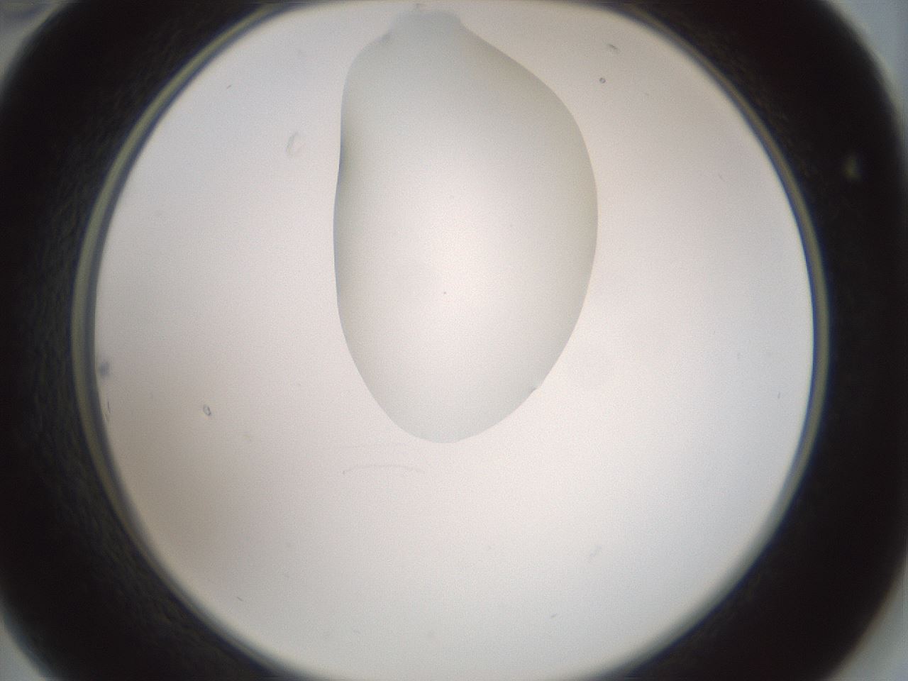 folderID263_plateID1263_batchID4188_wellNum22_profileID1_d2_r73955_ef.jpg