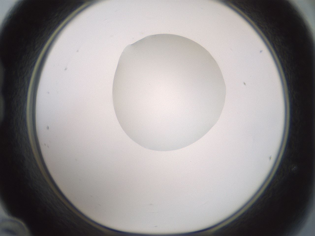 folderID263_plateID1263_batchID4188_wellNum24_profileID1_d1_r73958_ef.jpg