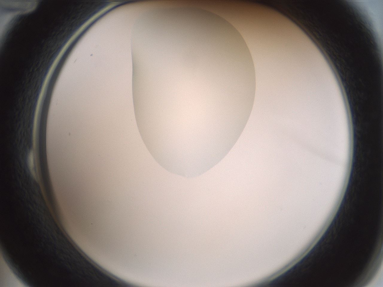 folderID263_plateID1263_batchID4188_wellNum24_profileID1_d2_r73959_ef.jpg