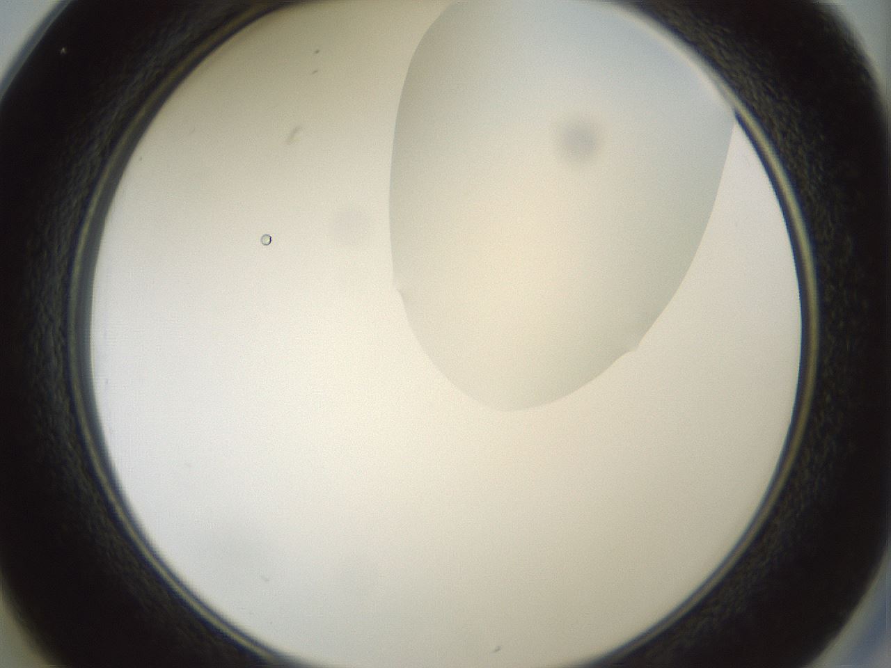 folderID263_plateID1263_batchID4188_wellNum25_profileID1_d2_r73961_ef.jpg