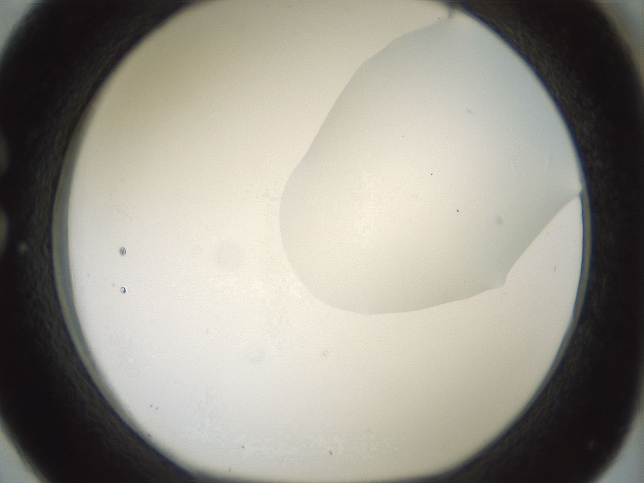 folderID263_plateID1263_batchID4188_wellNum26_profileID1_d1_r73962_ef.jpg