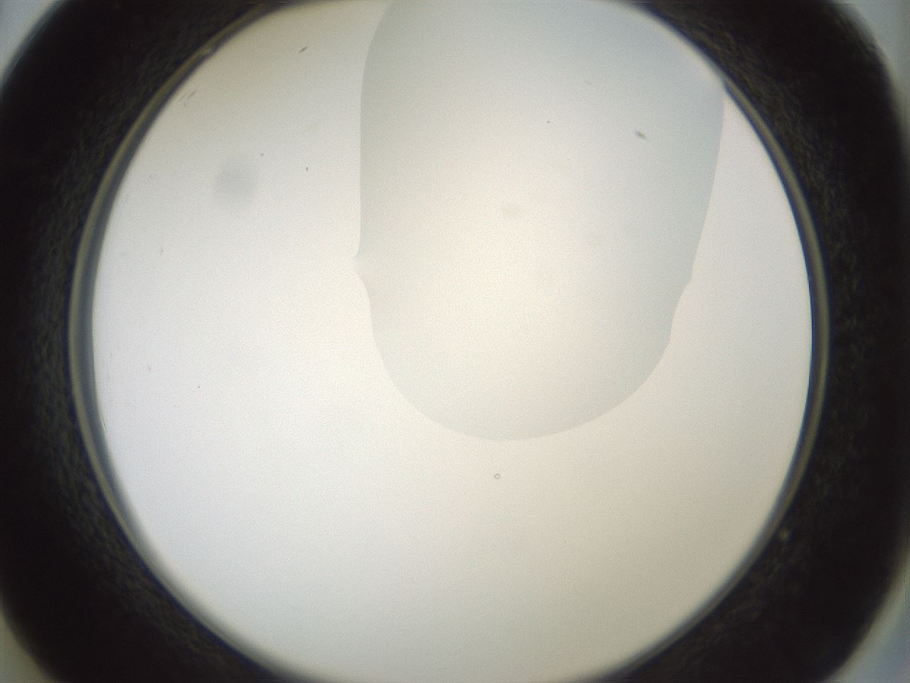 folderID263_plateID1263_batchID4188_wellNum26_profileID1_d2_r73963_ef.jpg