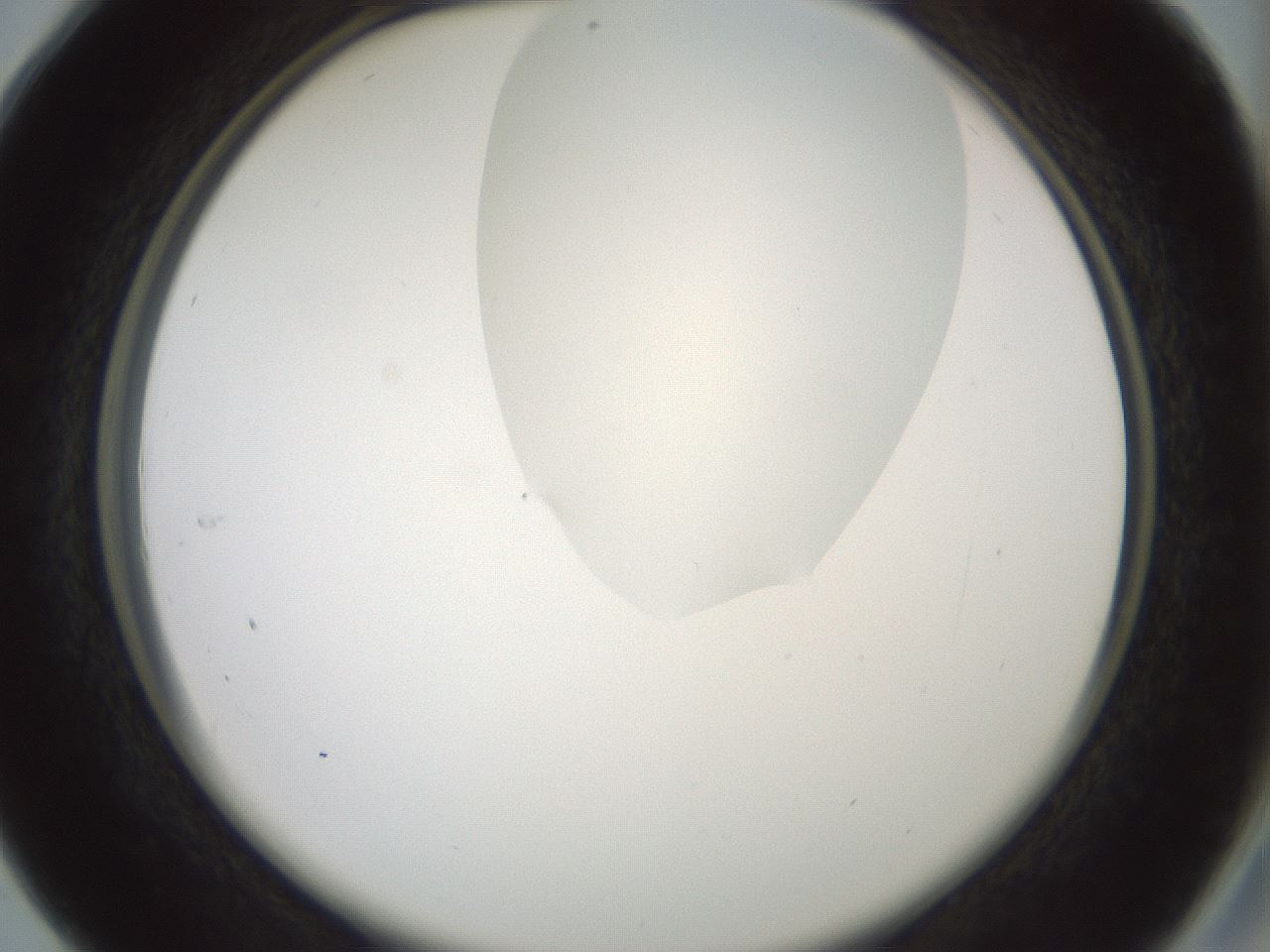 folderID263_plateID1263_batchID4188_wellNum28_profileID1_d2_r73967_ef.jpg