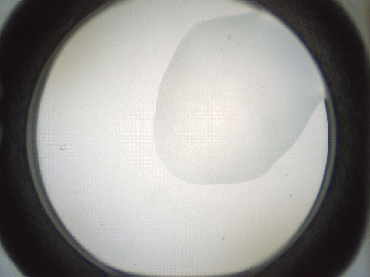 folderID263_plateID1263_batchID4188_wellNum29_profileID1_d1_r73968_ef.jpg