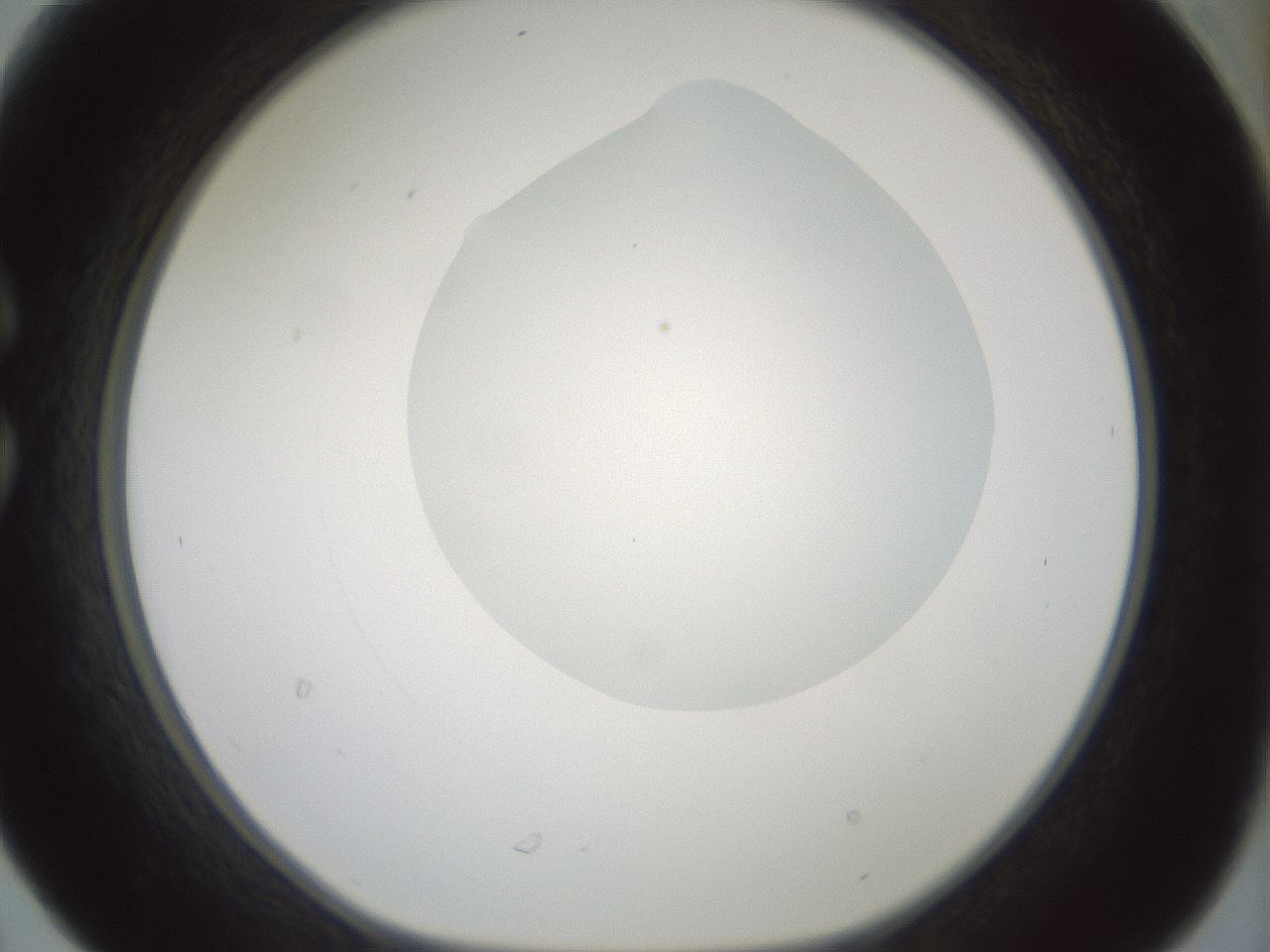 folderID263_plateID1263_batchID4188_wellNum30_profileID1_d1_r73970_ef.jpg