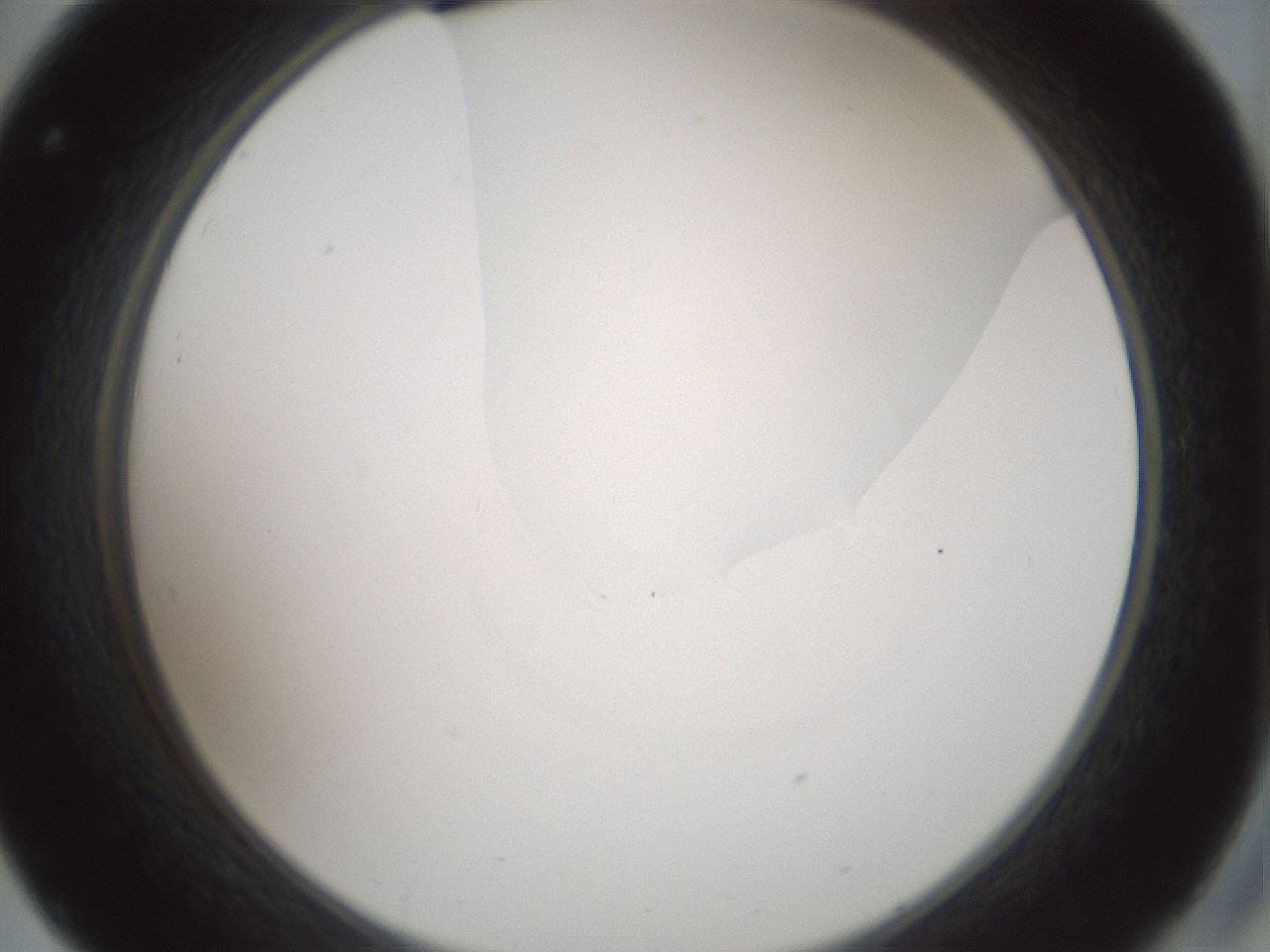 folderID263_plateID1263_batchID4188_wellNum32_profileID1_d2_r73975_ef.jpg