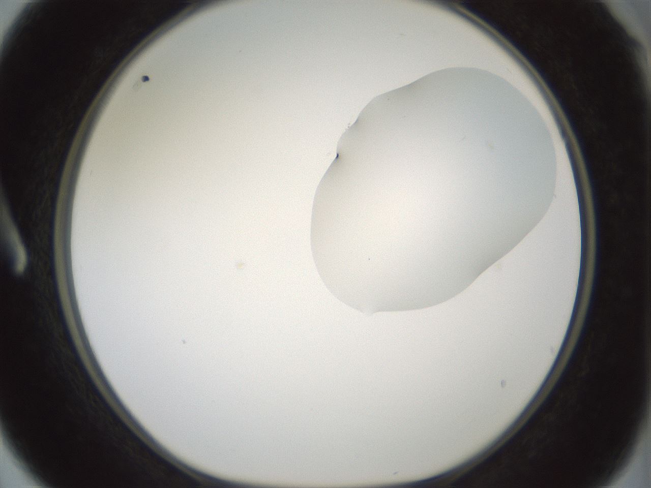 folderID263_plateID1263_batchID4188_wellNum3_profileID1_d1_r73916_ef.jpg