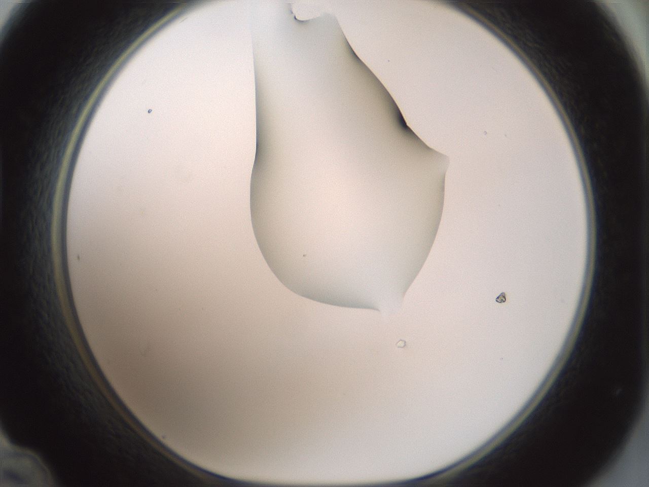 folderID263_plateID1263_batchID4188_wellNum48_profileID1_d1_r74006_ef.jpg