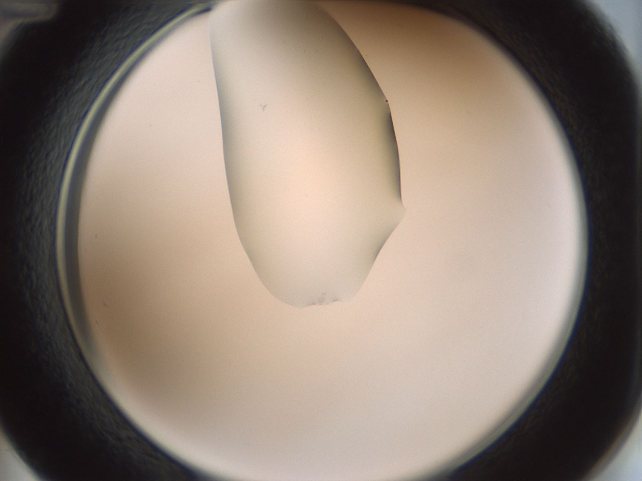 folderID263_plateID1263_batchID4188_wellNum48_profileID1_d2_r74007_ef.jpg
