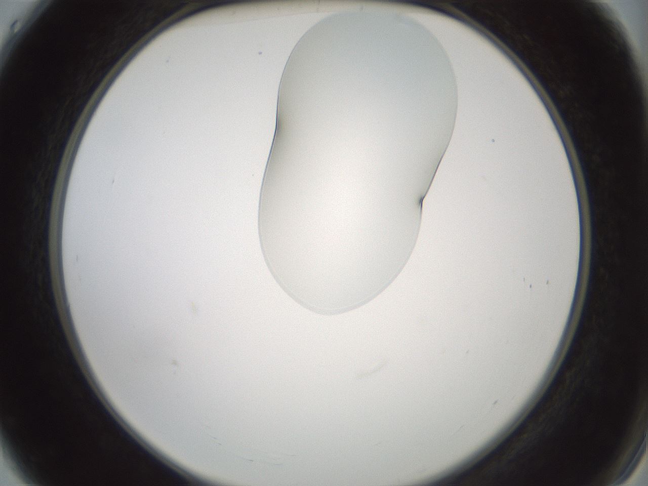 folderID263_plateID1263_batchID4188_wellNum4_profileID1_d2_r73919_ef.jpg