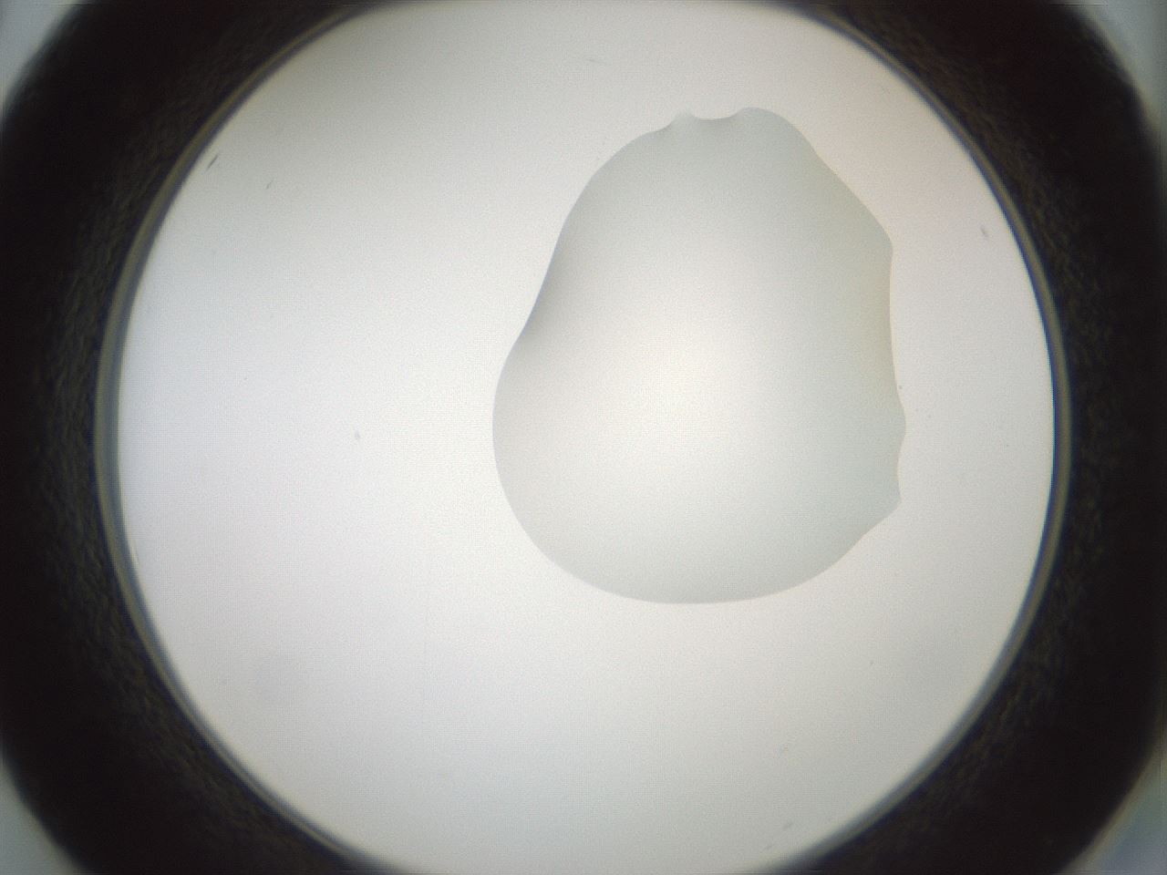 folderID263_plateID1263_batchID4188_wellNum50_profileID1_d2_r74011_ef.jpg