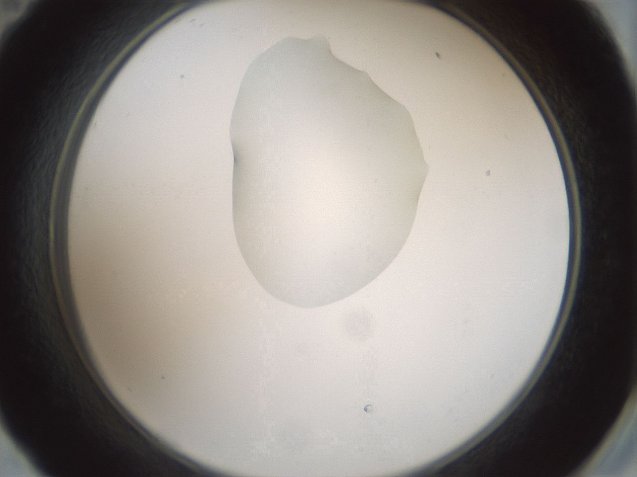 folderID263_plateID1263_batchID4188_wellNum59_profileID1_d2_r74029_ef.jpg