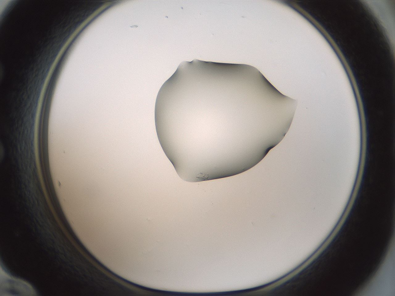 folderID263_plateID1263_batchID4188_wellNum60_profileID1_d1_r74030_ef.jpg