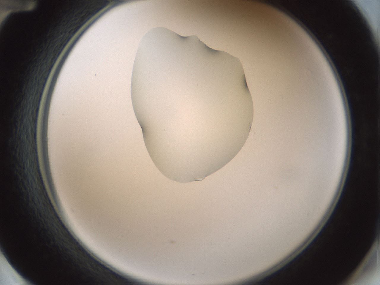 folderID263_plateID1263_batchID4188_wellNum60_profileID1_d2_r74031_ef.jpg