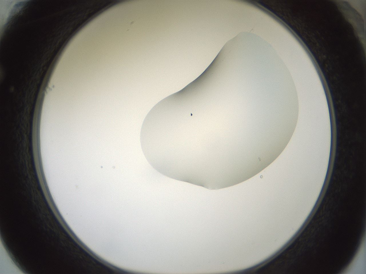 folderID263_plateID1263_batchID4188_wellNum61_profileID1_d1_r74032_ef.jpg