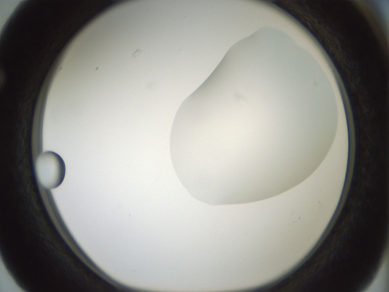 folderID263_plateID1263_batchID4188_wellNum63_profileID1_d1_r74036_ef.jpg