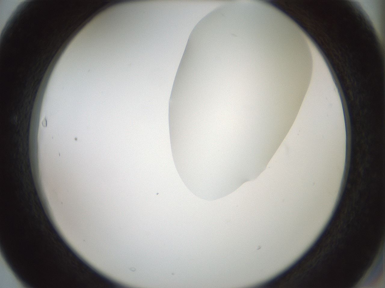 folderID263_plateID1263_batchID4188_wellNum63_profileID1_d2_r74037_ef.jpg