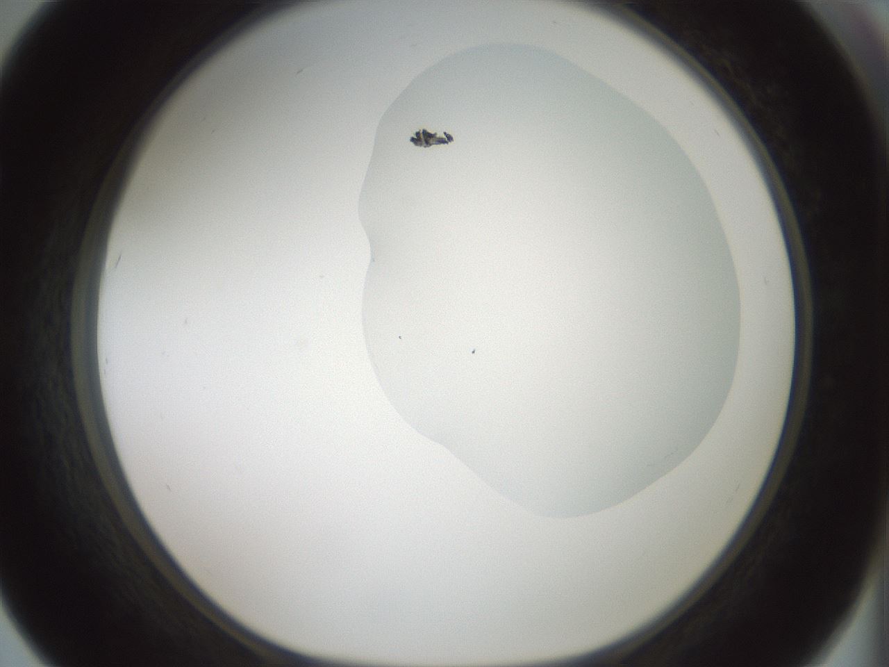folderID263_plateID1263_batchID4188_wellNum67_profileID1_d1_r74044_ef.jpg