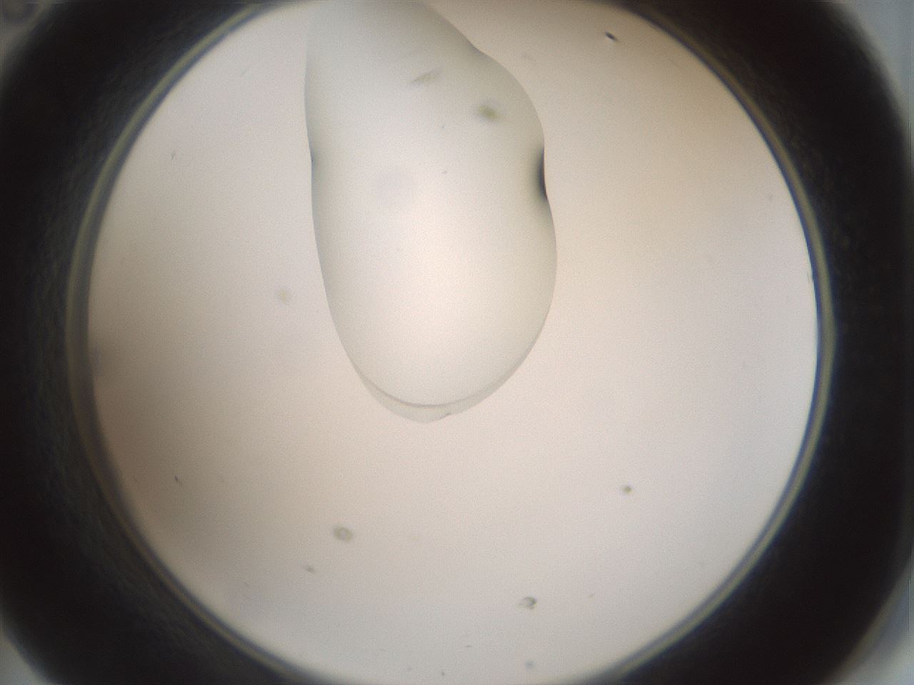 folderID263_plateID1263_batchID4188_wellNum47_profileID1_d2_r74005_ef.jpg
