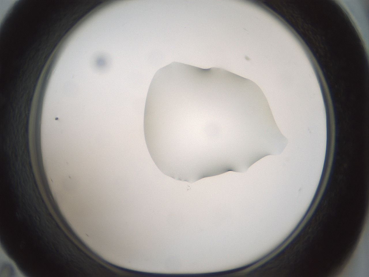 folderID263_plateID1263_batchID4188_wellNum59_profileID1_d1_r74028_ef.jpg
