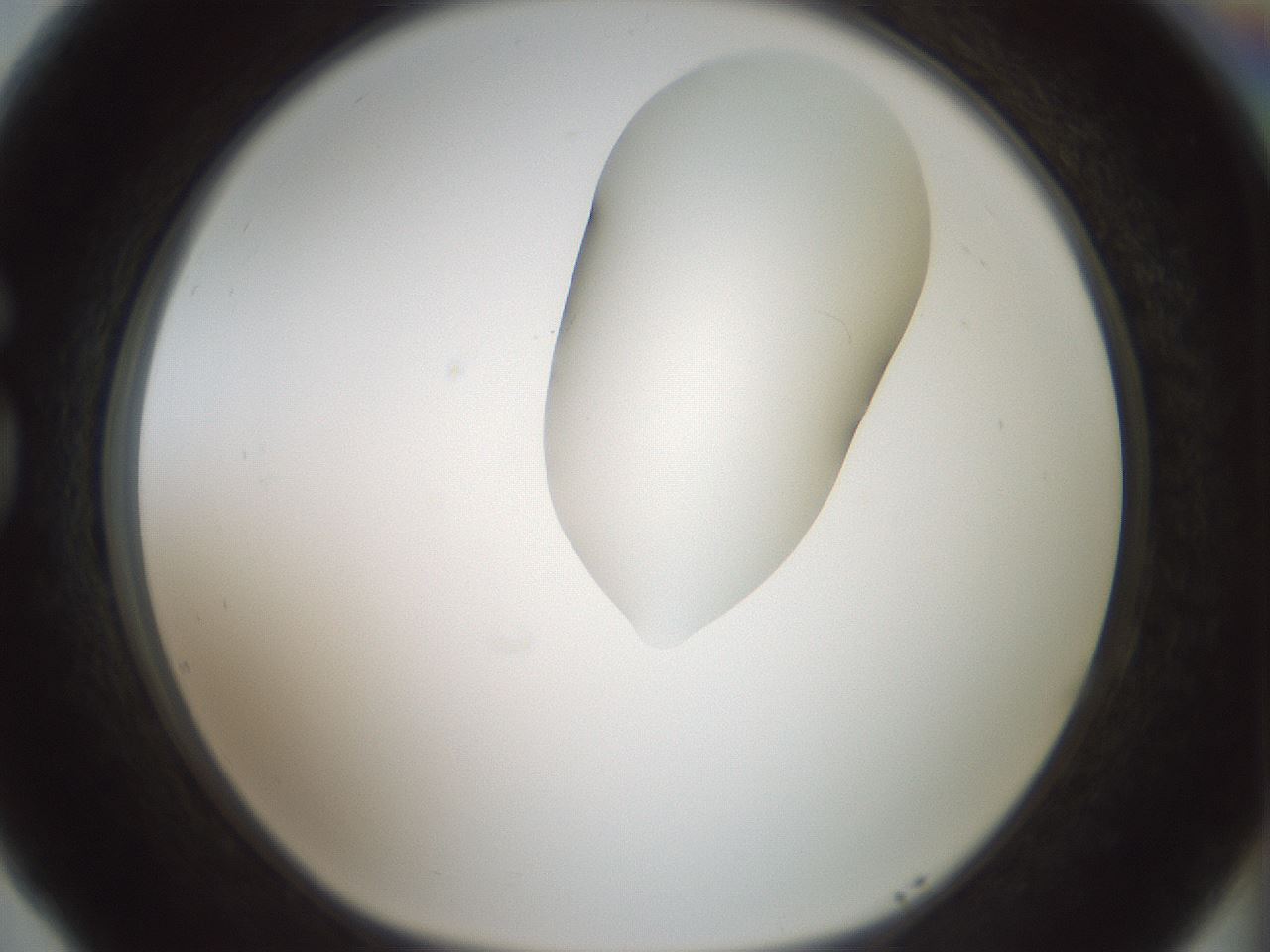 folderID263_plateID1263_batchID4188_wellNum77_profileID1_d1_r74064_ef.jpg