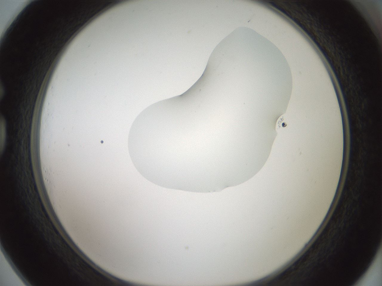 folderID263_plateID1263_batchID4188_wellNum73_profileID1_d1_r74056_ef.jpg