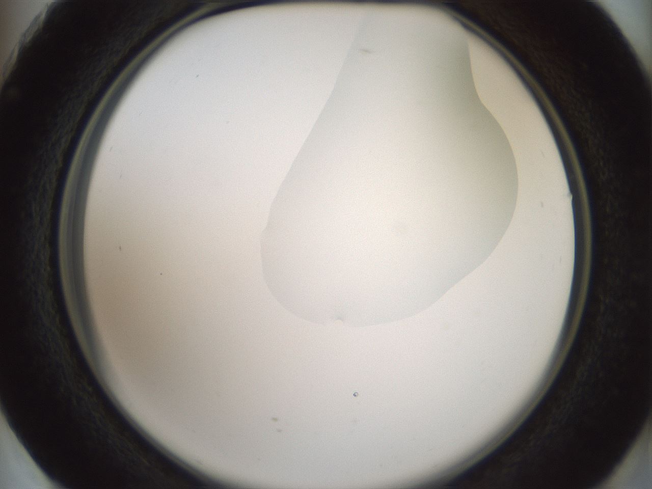 folderID263_plateID1263_batchID4188_wellNum73_profileID1_d2_r74057_ef.jpg