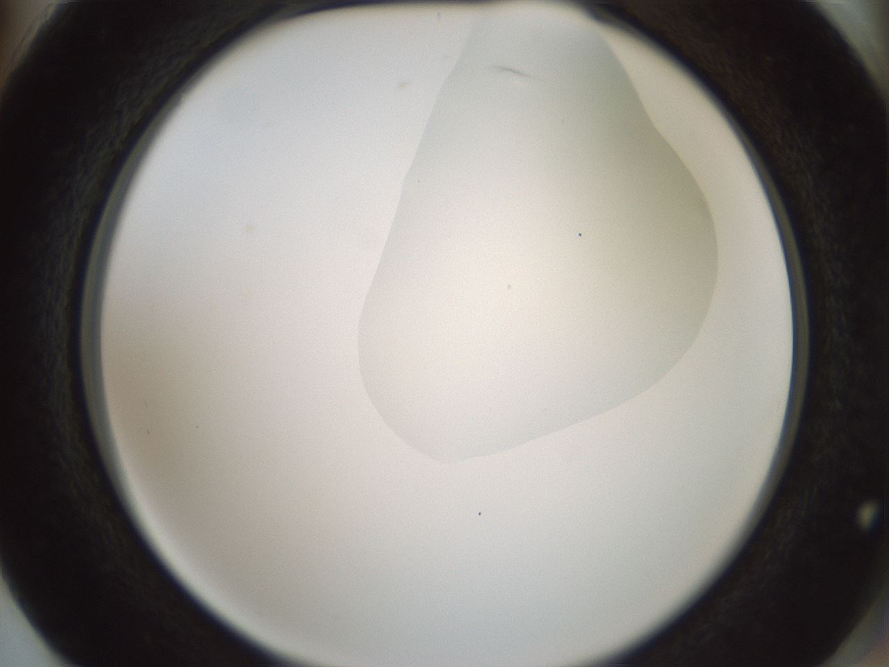 folderID263_plateID1263_batchID4188_wellNum74_profileID1_d2_r74059_ef.jpg