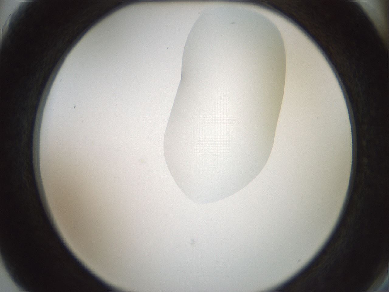 folderID263_plateID1263_batchID4188_wellNum75_profileID1_d2_r74061_ef.jpg