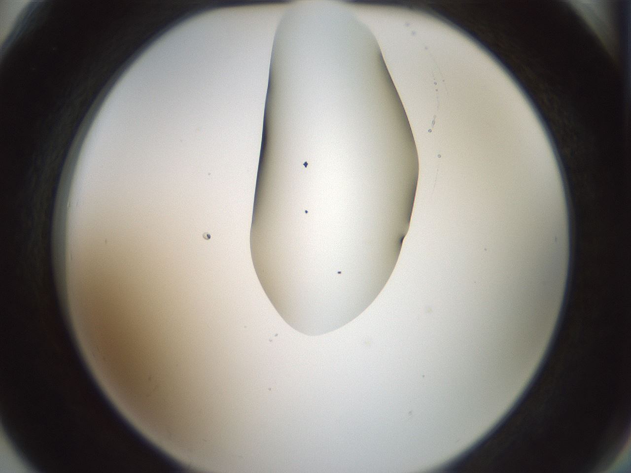 folderID263_plateID1263_batchID4188_wellNum78_profileID1_d2_r74067_ef.jpg