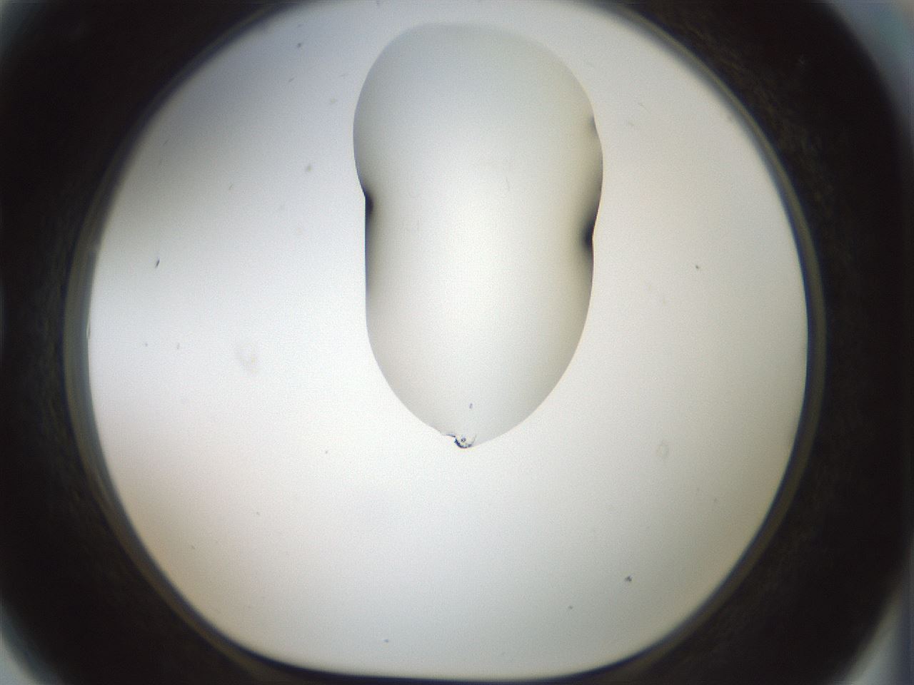 folderID263_plateID1263_batchID4188_wellNum81_profileID1_d1_r74072_ef.jpg