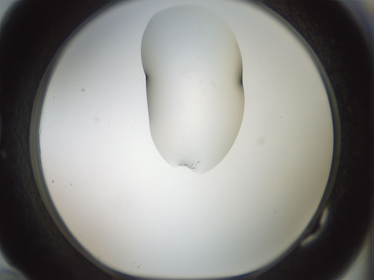 folderID263_plateID1263_batchID4188_wellNum82_profileID1_d1_r74074_ef.jpg