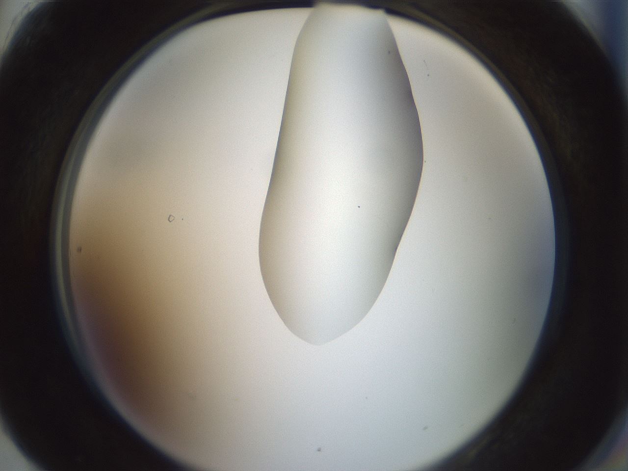 folderID263_plateID1263_batchID4188_wellNum90_profileID1_d2_r74091_ef.jpg