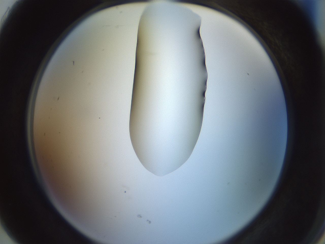 folderID263_plateID1263_batchID4188_wellNum91_profileID1_d2_r74093_ef.jpg